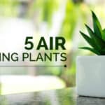 Plantas de purificacion de aire para mejorar la calidad del