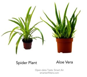 Spider Plant Aloe Vera Plant Test Remove Filter Formaldehyde